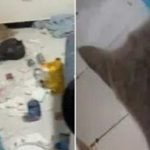 Cặp đôi thuê trọ rời đi, chủ nhà phát hoảng khi mở cửa căn hộ adt1757153796 cap doi thue tro roi di chu nha phat anh cat 3 2 auto cropjpg