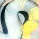 Rắn hổ mang chúa dài 3,5m, nặng 7kg bò vào nhà, vợ chồng thức trắng đêm vì sợ adt1758592622 ran ho mang chua dai 35m nang 7kg bo anh cat 3 2 auto cropjpg