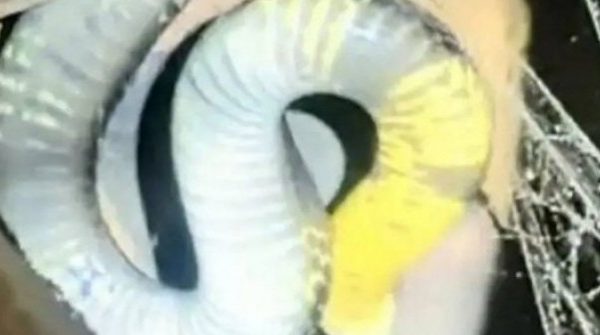 Rắn hổ mang chúa dài 3,5m, nặng 7kg bò vào nhà, vợ chồng thức trắng đêm vì sợ adt1758592622 ran ho mang chua dai 35m nang 7kg bo anh cat 3 2 auto cropjpg