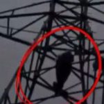 Nam thanh niên trèo lên cột điện la hét vì bạn gái sắp kết hôn với người khác adt1758696435 nam thanh nien treo len cot dien la anh cat 3 2 auto cropjpg