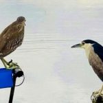 Người nước ngoài sốc với món chim, rắn, rùa trên bàn nhậu Việt adt1759203325 chim troi 4586 467 2400 7331 4950 anh cat 3 2 auto cropjpg