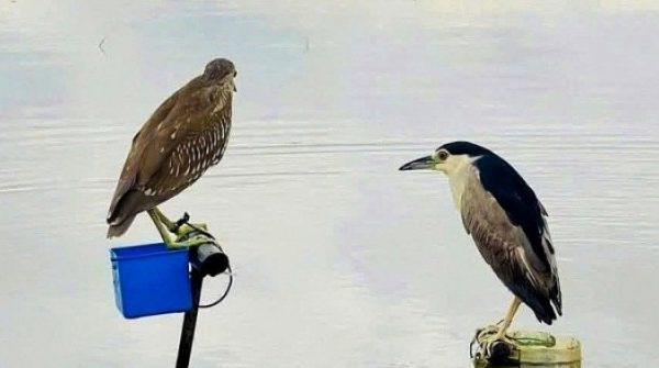 Người nước ngoài sốc với món chim, rắn, rùa trên bàn nhậu Việt 29 Người nước ngoài sốc với món chim, rắn, rùa trên bàn nhậu Việt adt1759203325 chim troi 4586 467 2400 7331 4950 anh cat 3 2 auto cropjpg