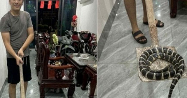 adt1759992282-ran-doc-dai-hon-1m-bo-len-tu-bon-cau-anh-cat-3-2-auto-cropjpg-1 Rắn độc dài hơn 1m bò lên từ bồn cầu, bé gái ở Hải Phòng hét thất thanh adt1759992282 ran doc dai hon 1m bo len tu bon cau anh cat 3 2 auto cropjpg 1