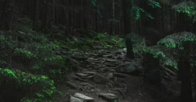 adt1763088328-01-93722-92-0-584-940-crop-32996-anh-cat-3-2-auto-cropjpg-1 Người đàn ông phát hiện thứ đáng sợ trong rừng khiến dân mạng xôn xao adt1763088328 01 93722 92 0 584 940 crop 32996 anh cat 3 2 auto cropjpg 1