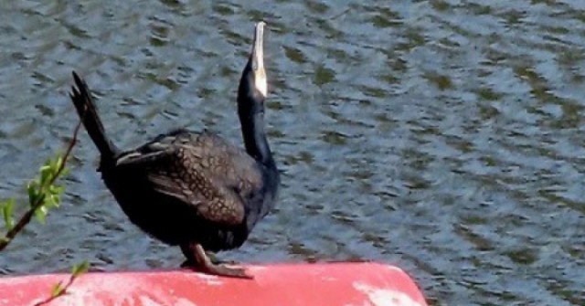 adt1763252393-1-60794-0-0-628-1200-crop-0030-anh-cat-3-2-auto-cropjpg-1 Phát hiện con chim có vẻ ngoài "gần như thời tiền sử" trên sông adt1763252393 1 60794 0 0 628 1200 crop 0030 anh cat 3 2 auto cropjpg 1