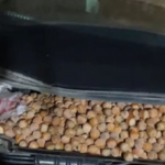 Nghe tiếng động lạ, người đàn ông cúi xuống gầm xe thấy cảnh tượng "nổi da gà" adt1763944475 nghe thay tieng dong la nguoi dan on anh cat 3 2 auto croppng