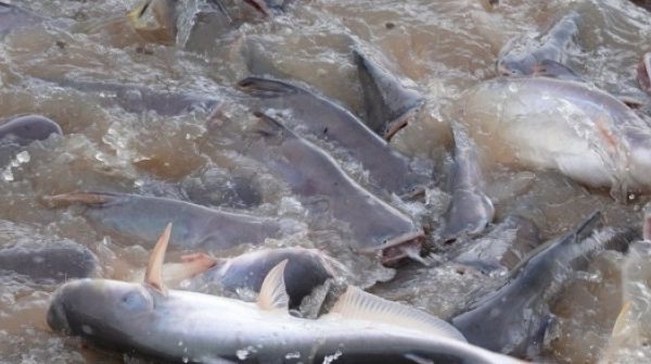 Đàn cá ‘trời ban’ trên sông Tiền được người dân Đồng Tháp chăm sóc như thú cưng adt1764204066 dan ca troi ban tren song tien duoc anh cat 3 2 auto cropjpg