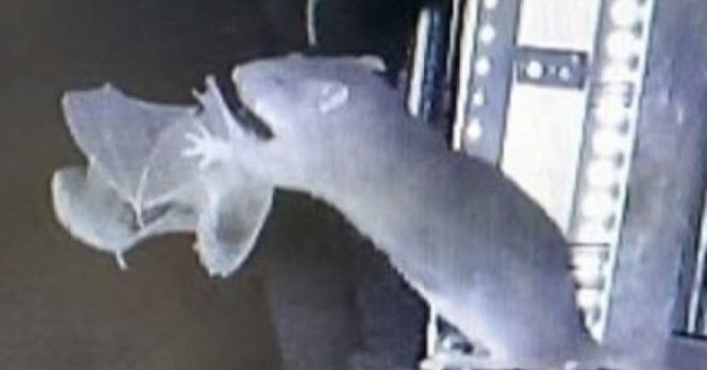 Phát hiện rợn người về hành vi săn mồi mới của chuột adt1764816490 edit chuot 1494 22 0 313 555 crop 26 anh cat 3 2 auto cropjpeg 1