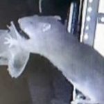 Phát hiện rợn người về hành vi săn mồi mới của chuột adt1764816490 edit chuot 1494 22 0 313 555 crop 26 anh cat 3 2 auto cropjpeg