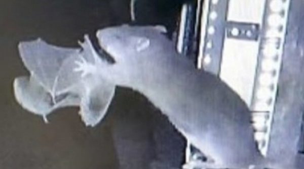 Phát hiện rợn người về hành vi săn mồi mới của chuột adt1764816490 edit chuot 1494 22 0 313 555 crop 26 anh cat 3 2 auto cropjpeg