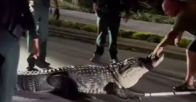 adt1764984517-01-64668-21-0-282-499-crop-4009-anh-cat-3-2-auto-cropjpg-1 Cá sấu khổng lồ bất ngờ xuất hiện giữa mùa lạnh, cảnh sát nhanh chóng vào cuộc adt1764984517 01 64668 21 0 282 499 crop 4009 anh cat 3 2 auto cropjpg 1