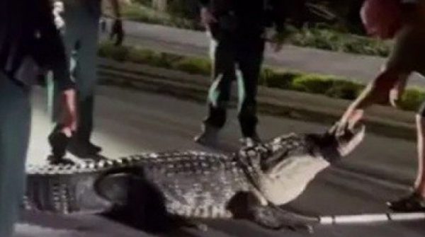 Cá sấu khổng lồ bất ngờ xuất hiện giữa mùa lạnh, cảnh sát nhanh chóng vào cuộc 28 Cá sấu khổng lồ bất ngờ xuất hiện giữa mùa lạnh, cảnh sát nhanh chóng vào cuộc adt1764984517 01 64668 21 0 282 499 crop 4009 anh cat 3 2 auto cropjpg