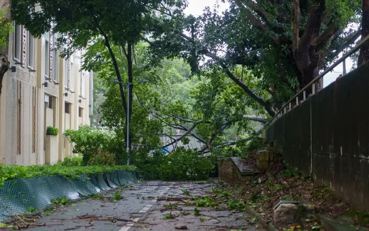 Cây đổ do gió mạnh từ cơn bão Wipha chắn ngang đường ở Hong Kong (Trung Quốc) - Ảnh: AFP