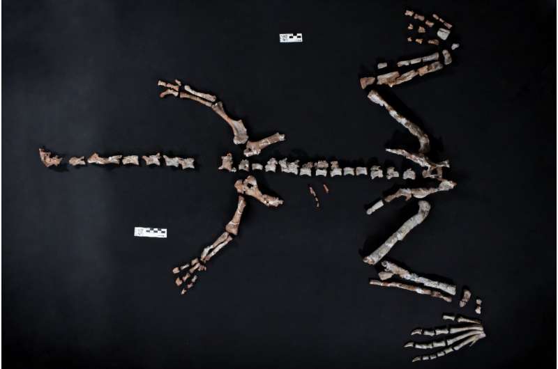 "Ông tổ" của những quái thú "vĩ đại nhất" lộ diện almostcompleteskeletonofoldestdinosaurhuayracursorjaguensis 17610158418771095873317 1761019560916 17610195612471820424654