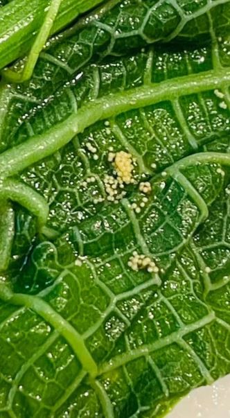 Ăn rau ở quầy buffet khách sạn, vị khách tái mặt khi phát hiện