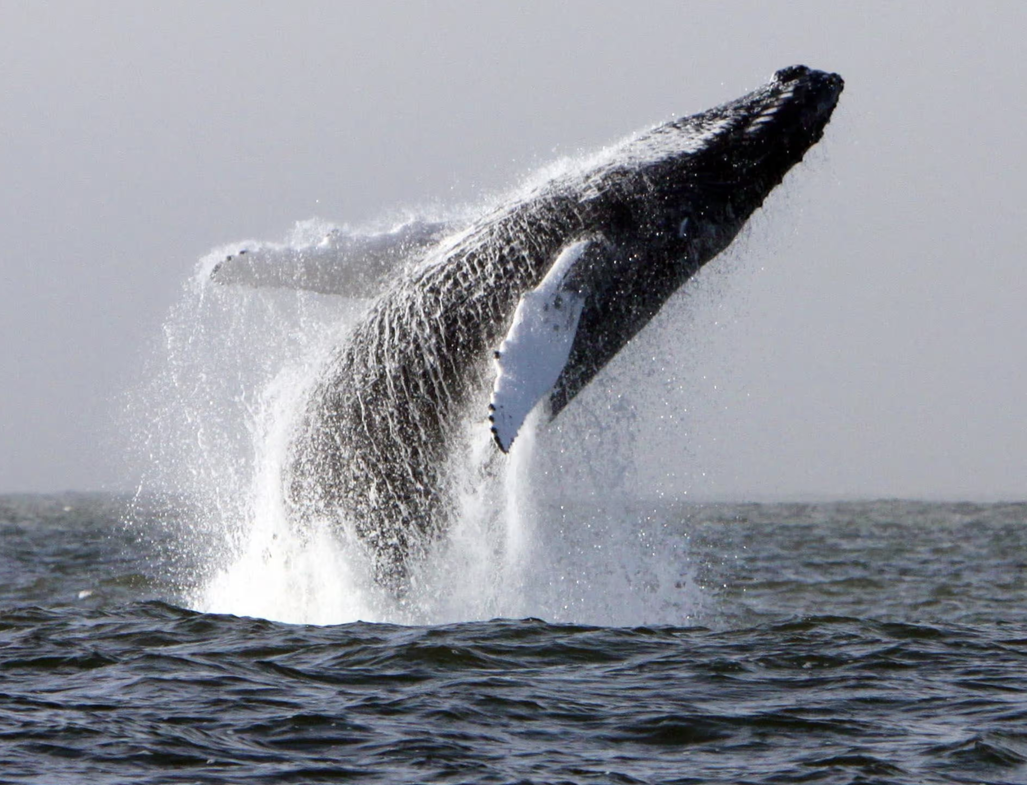 “Không còn gì để ngắm”: Công ty tour ngắm cá voi đóng cửa sau 25 năm, hệ sinh thái biển Ireland đang bên bờ sụp đổ?- Ảnh 1.