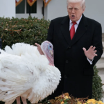 Ông Trump ân xá cho gà tây anh man hinh 2025 11 26 luc 095832 09584750 1764145853180 17641458538061355198908 0 26 404 672 crop 1764145865321963058409png