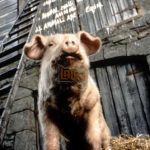 Dàn Diễn Viên Lồng Tiếng Trong Phiên Bản Hoạt Hình Animal Farm Của Andy Serkis Được Công Bố animal farm 3 voof