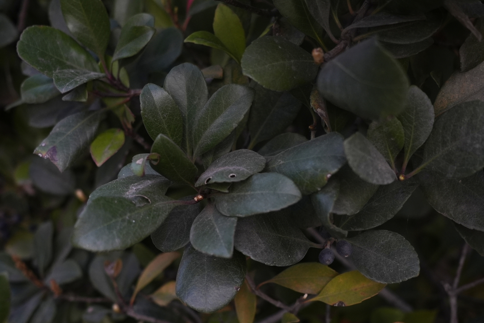 Thành phố Los Angeles (Mỹ) chuẩn bị ứng phó với dòng nước mưa độc hại sau cháy rừng- Ảnh 2.