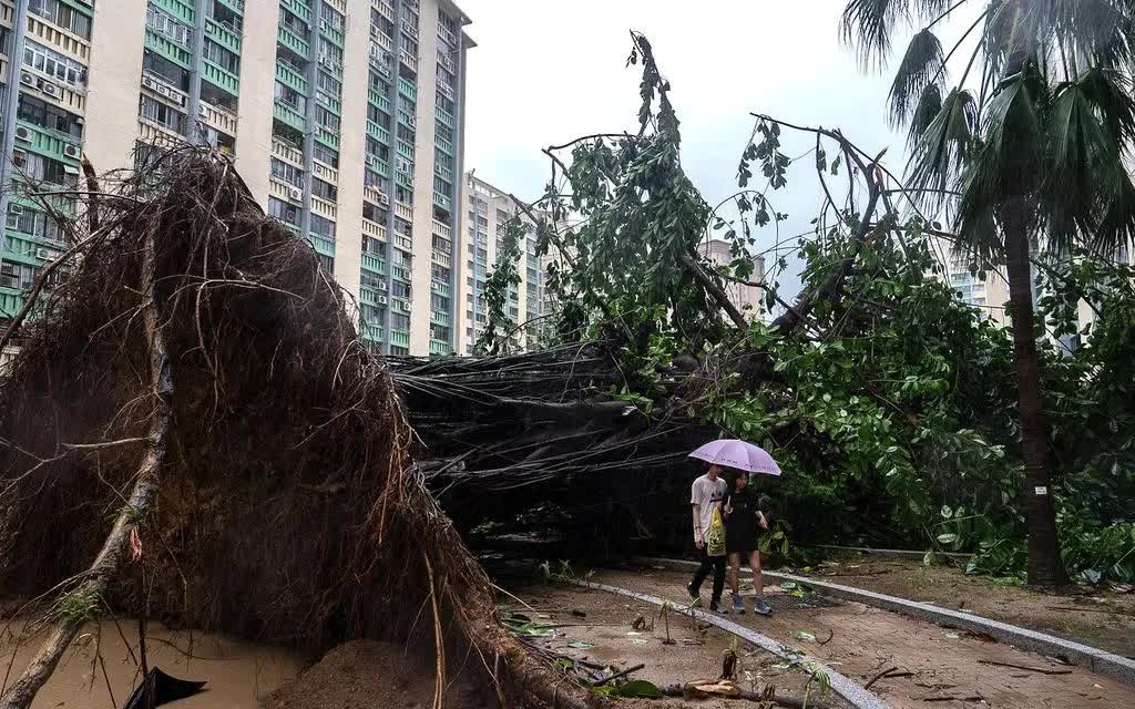 Cây bật gốc chắn lối đi tại khu vực Ho Man Tin khi siêu bão Ragasa áp sát Hong Kong (Trung Quốc) ngày 24/9/2025 (Ảnh: AP)