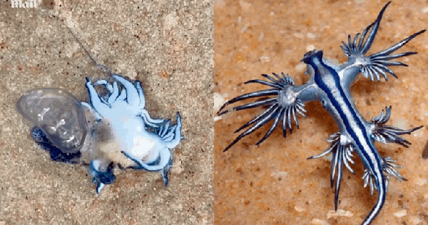 Xôn xao đoạn clip 20 giây ghi lại cảnh tượng lạ trên bờ biển: "Quái vật" xuất hiện khắp nơi, chuyên gia cảnh báo nguy hiểm 29 Xôn xao đoạn clip 20 giây ghi lại cảnh tượng lạ trên bờ biển: "Quái vật" xuất hiện khắp nơi, chuyên gia cảnh báo nguy hiểm ava chuan 13 17438313678351715240519 1743839813944 1743839814642327593874 0 0 477 764 crop 17438398761941053997000gifpng