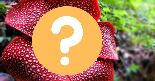 "Loài hoa xấu nhất thế giới" có hình dáng như thế nào? ava chuan 17420179381581075540887jpg