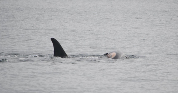 Bức ảnh buồn nhất: Cá voi mẹ cõng xác cá voi con đã chết bên mình lênh đênh mãi trên biển, quyết không rời xa avatar1735892430613 1735892432057295423127 0 17 315 521 crop 17358924518241510353989jpg