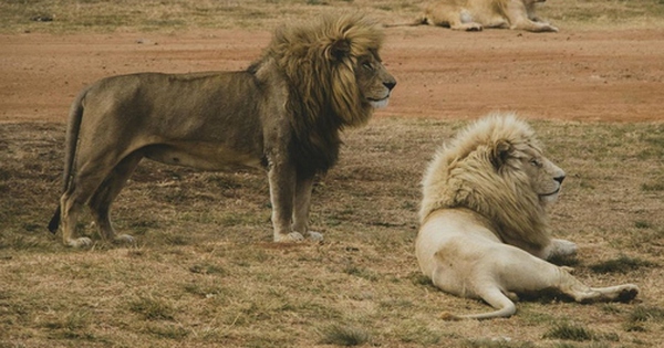 Cậu bé 7 tuổi sống sót sau 5 ngày đi lạc vào nơi có đầy sư tử avatar1735980612733 17359806130331197935403 0 0 315 504 crop 1735980818847400408613jpg