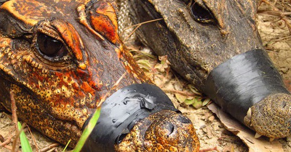 Một sinh vật ở châu Phi đang đột biến thành loài mới avatar1736135174283 17361351746332099337035 0 84 315 588 crop 1736135481508375021023jpg