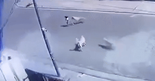 Bị đàn chó dữ tấn công “man rợ”, bé gái 3 tuổi nguy kịch trong ICU: Hiện trường tìm thấy gây ám ảnh avatar1736343485814 17363434877361876422128gifpng