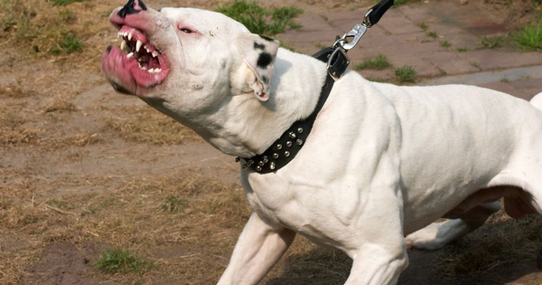 Chó pitbull “đoạt mạng” chủ, hiện trường tìm thấy thương tâm: Thi thể không còn nguyên vẹn avatar1736492157983 17364921588371862959636 0 0 571 914 crop 1736492190535140115458png