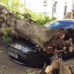 Người đàn ông mua bảo hiểm xe suốt 14 năm, khi ô tô bị cây đè bẹp lại bị từ chối bồi thường: Tòa khẳng định công ty bảo hiểm làm đúng avatar1736524226989 17365242279731392954688jpg