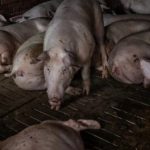 Cụ bà bị lợn hàng xóm nuôi tấn công tử vong avatar1736577967578 17365779680281370849977 0 43 315 547 crop 17365779920541217122654jpg