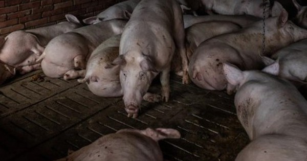 Cụ bà bị lợn hàng xóm nuôi tấn công tử vong avatar1736577967578 17365779680281370849977 0 43 315 547 crop 17365779920541217122654jpg