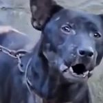 Chó cắn chủ đến chết ở Thái Lan avatar1736731329198 173673132998581386915 0 94 315 598 crop 17367313442081381940591jpeg