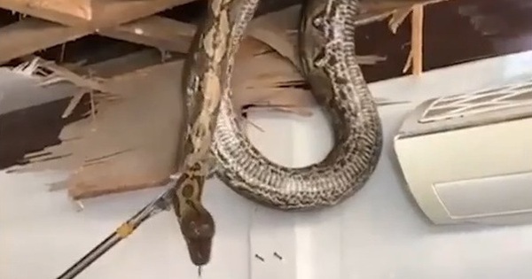 Bắt sống trăn khổng lồ dài 5 mét, nặng 35kg trong quán cà phê avatar1736829569149 17368295736771224809556 0 0 314 600 crop 173682984531911253684jpg