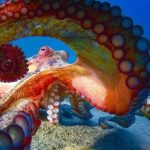 Vì sao bạch tuộc bị mù màu nhưng lại là bậc thầy về ngụy trang, thay đổi màu sắc cơ thể? avatar1736844558942 17368445590692068832168 1 0 315 600 crop 17368446146211487563088jpg