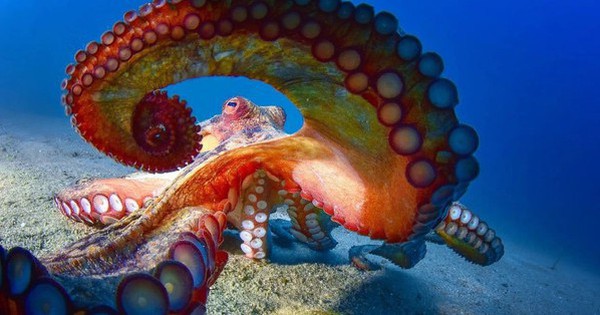 Vì sao bạch tuộc bị mù màu nhưng lại là bậc thầy về ngụy trang, thay đổi màu sắc cơ thể? avatar1736844558942 17368445590692068832168 1 0 315 600 crop 17368446146211487563088jpg