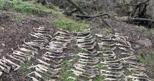 Đi bộ qua rừng, người đàn ông đã phát hiện điều đáng sợ avatar1736926712566 17369267163421524296444jpg