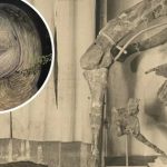 Quái thú "dị long" dài 10 m lộ diện ở Giza - Ai Cập avatar1737261815057 1737261815598709220166 0 15 315 519 crop 17372618297221444954793jpg