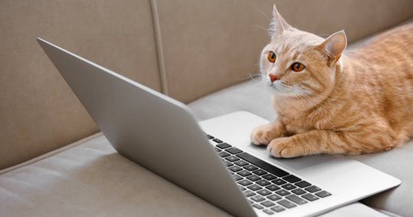 Mèo cưng khiến cô gái 25 tuổi mất việc và tiền thưởng ngay trước Tết avatar1737519793979 1737519794180450712202 1 0 315 600 crop 17375201687731754036362jpg