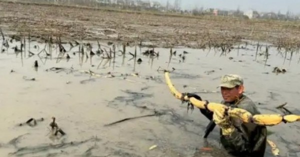 Lội bùn đào thứ ở Việt Nam có đầy, nhẹ nhàng đút túi tiền triệu/ngày avatar1737590042845 17375900431561269220985jpg