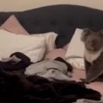 Về nhà, người phụ nữ choáng váng khi phát hiện "điều lạ" trên giường avatar1737607220066 1737607222244745552989 1 0 315 600 crop 17376074404111023690565jpg