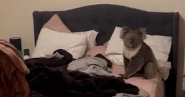 Về nhà, người phụ nữ choáng váng khi phát hiện "điều lạ" trên giường avatar1737607220066 1737607222244745552989 1 0 315 600 crop 17376074404111023690565jpg