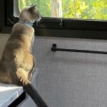 Mèo đi lạc vượt hơn 1.200km tìm đường về đoàn tụ với chủ avatar1737607524285 1737607524422622536164 0 0 314 600 crop 17376076946661353640977jpg