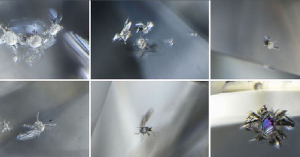 Kim cương Botswana tiết lộ thế giới kỳ lạ ẩn bên trong Trái Đất avatar1737644735995 1737644736630119831515 0 48 315 552 crop 1737644755292578918104jpg