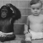 Người đàn ông nuôi con trai 10 tháng tuổi cùng một con tinh tinh, cái kết khiến ai nấy đều xót xa avatar1737785920291 1737785920647169506719 0 47 810 1343 crop 173778595339875185612jpg