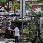 Cành cây lớn rơi trúng khiến người phụ nữ nhập viện, bên cạnh hiện trường vẫn là đồ trang trí Tết avatar1737943336304 1737943336815206196687 80 0 1153 1716 crop 1737943353116761720583png