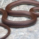 Loài rắn lạ lắm răng, mang tên một ngôi sao Hollywood avatar1737943514147 1737943515183543832360 0 42 315 546 crop 17379435332901231076785png