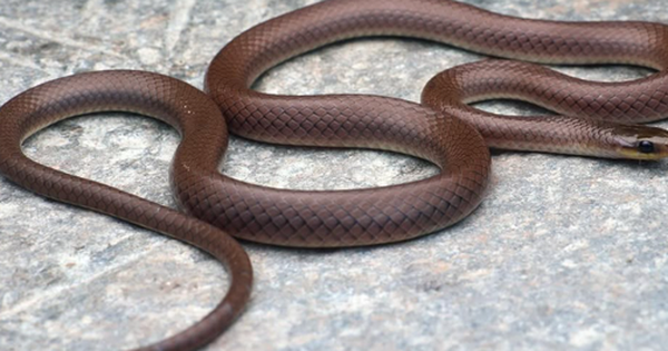 Loài rắn lạ lắm răng, mang tên một ngôi sao Hollywood avatar1737943514147 1737943515183543832360 0 42 315 546 crop 17379435332901231076785png